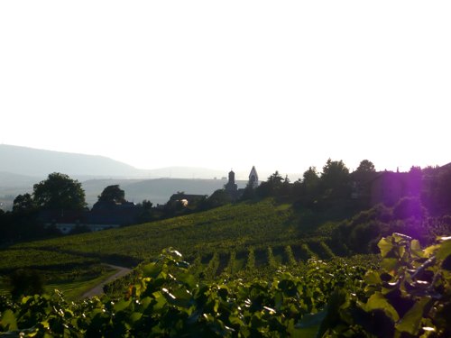 Zell8_10